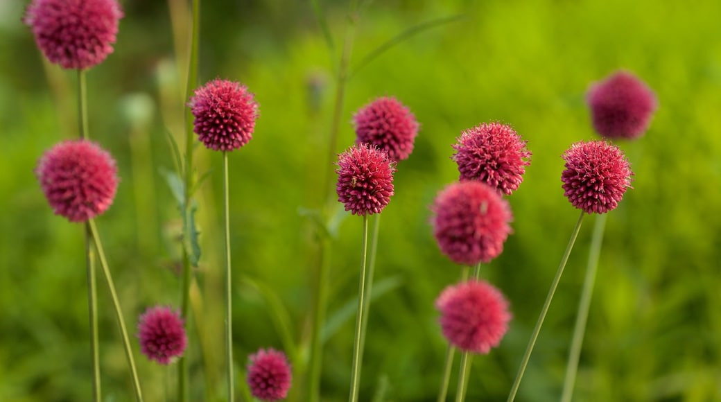 Rexdale som viser blomster og en park