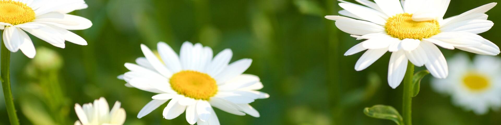 Rexdale showing a garden and flowers