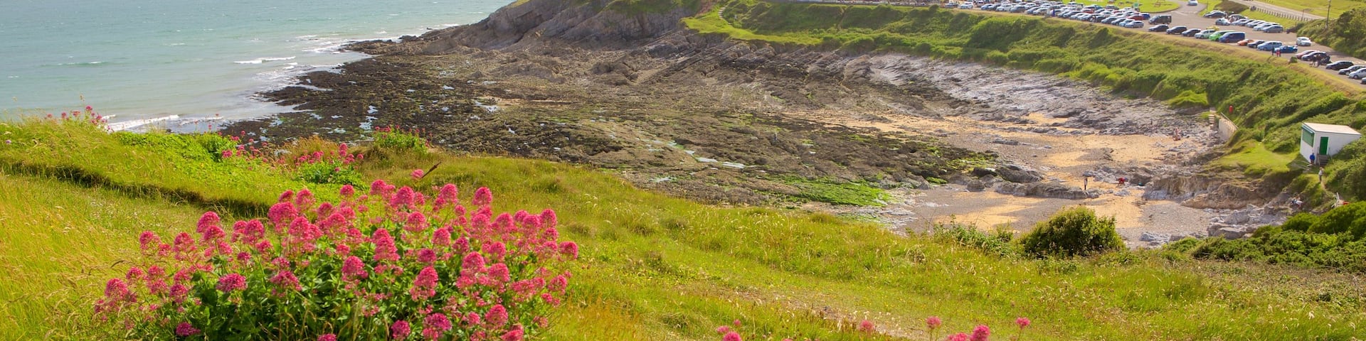 Bracelet Bay Beach featuring wildflowers and general coastal views