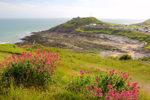 Bracelet Bay Beach showing general coastal views and wild flowers