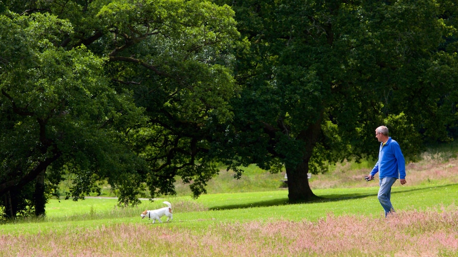 Singleton Park mostrando giardino e escursioni o camminate cosi come ragazzo