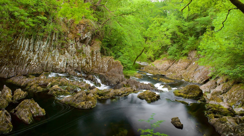 Swallow Falls which includes a river or creek and forest scenes