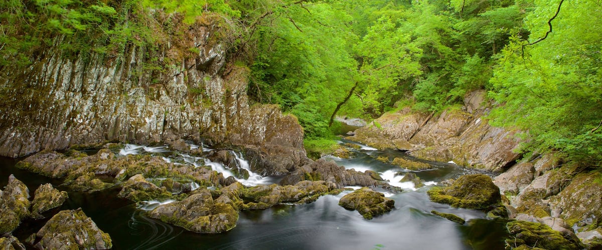 Swallow Falls qui includes riviĂšre ou ruisseau et scĂšnes forestiĂšres