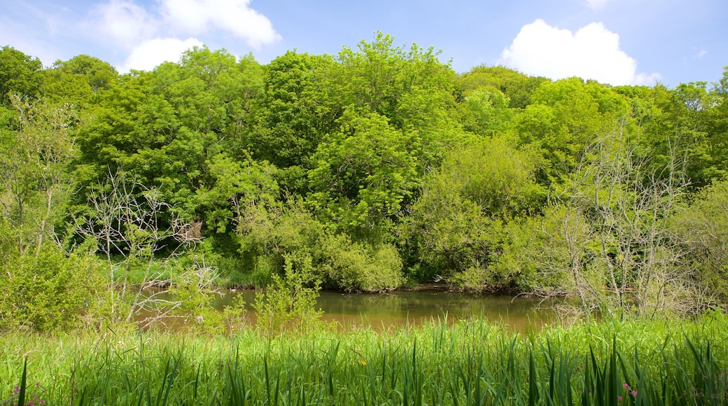 Llangefni showing forests and a river or creek