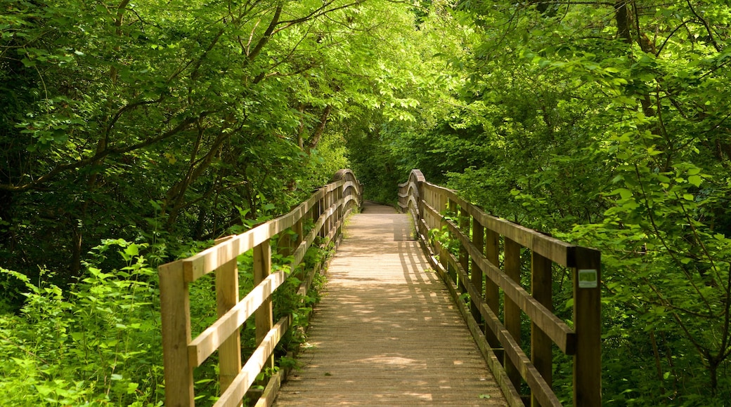 Llangefni which includes a bridge and forest scenes