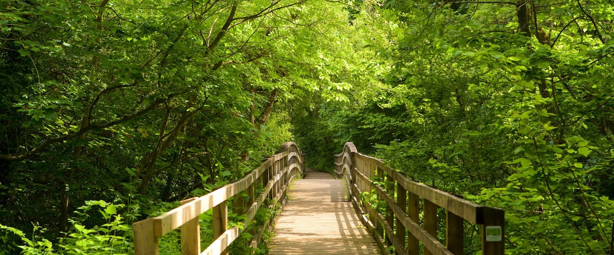 Llangefni showing a bridge and forest scenes