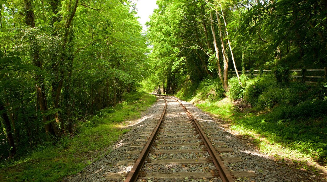 Llangefni showing forests and railway items