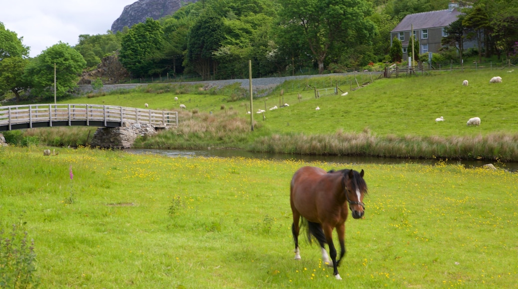 Betws Garmon featuring farmland and land animals