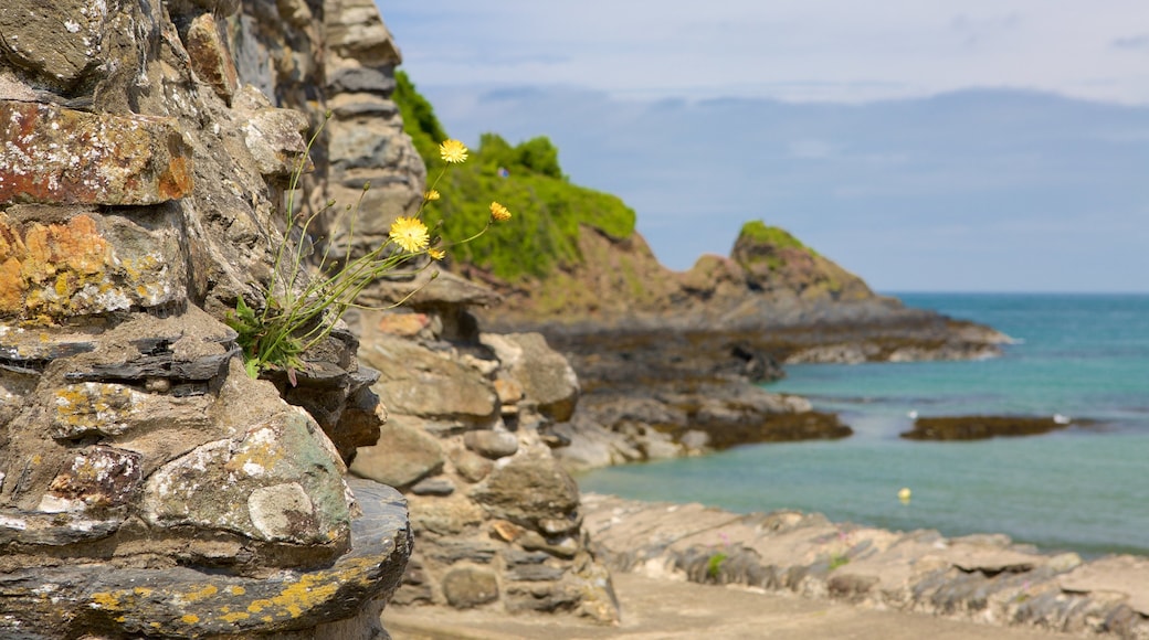 Pembrokeshire Coast National Park showing wild flowers and general coastal views