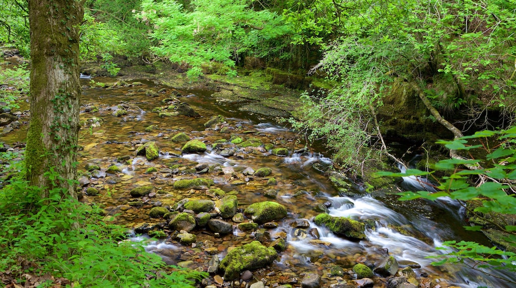 Parque Nacional Brecon Beacons que incluye bosque tropical y un río o arroyo