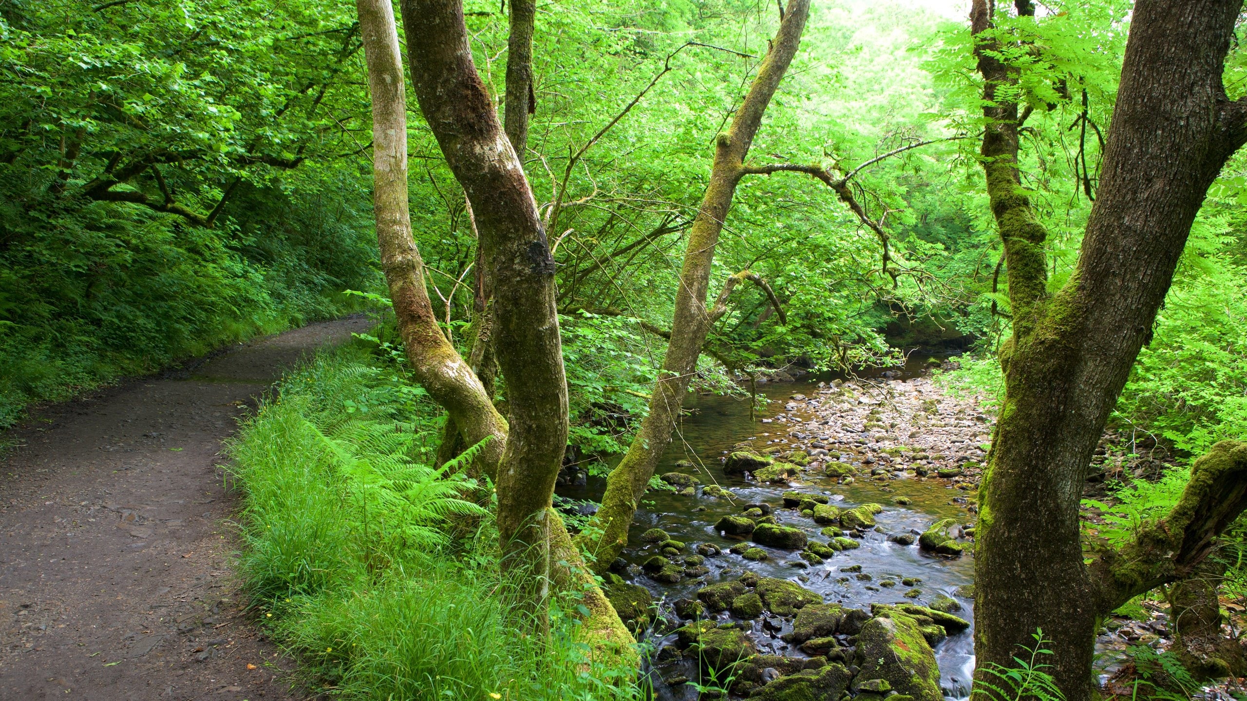 Brecon Beacons National Park showing a river or creek, rainforest and hiking or walking