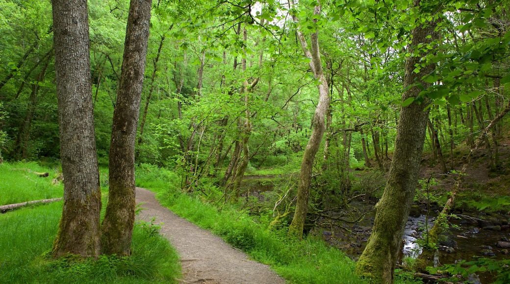 Brecon Beaconsin kansallispuisto joka esittää patikointi tai kävely ja sademetsä