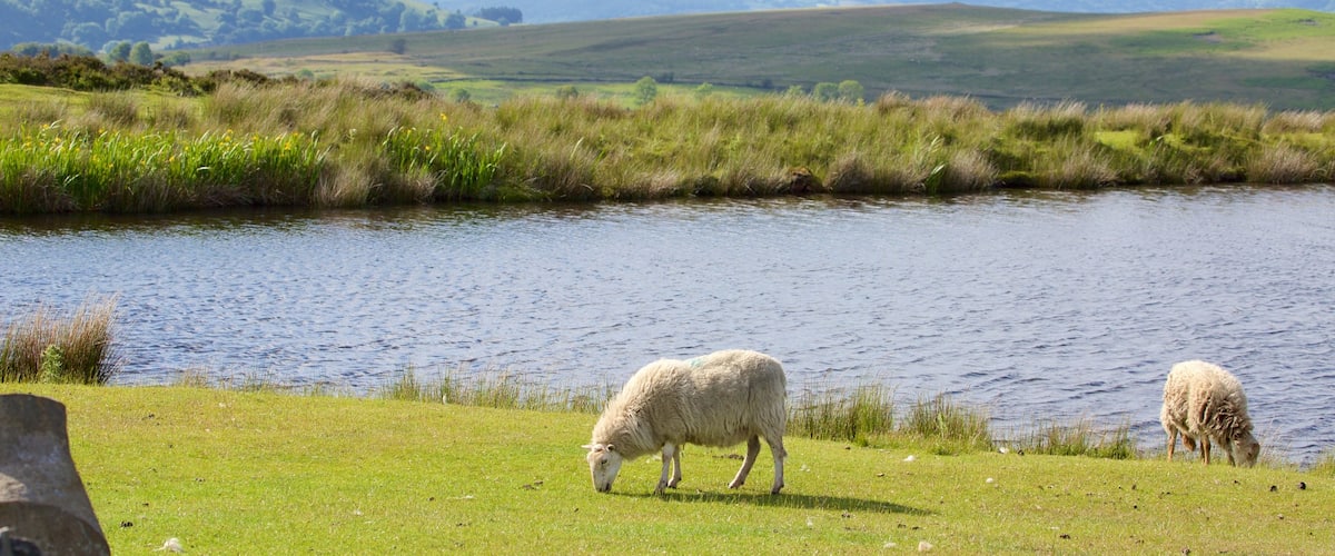 Brecon Beacons National Park showing farmland, a lake or waterhole and land animals