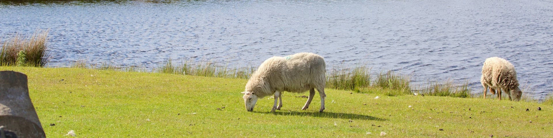 Brecon Beacons National Park das einen Farmland, Landtiere und See oder Wasserstelle
