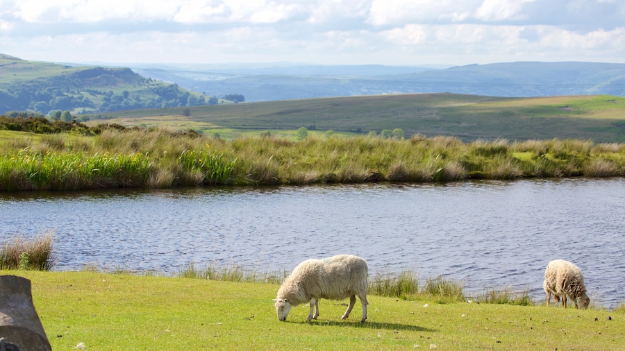 Vườn Quốc gia Brecon Beacons có tính năng động vật trên can, trang trại và hồ nước
