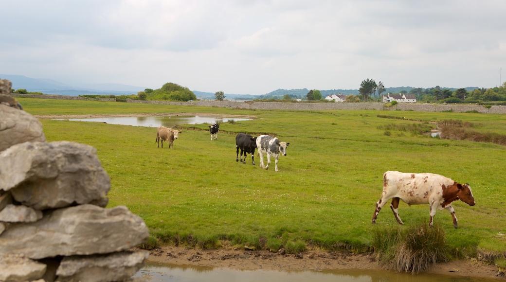 Isle of Anglesey mit einem Farmland und Landtiere