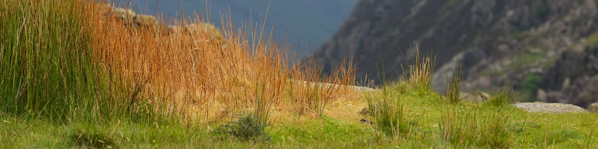 Snowdonia National Park which includes tranquil scenes