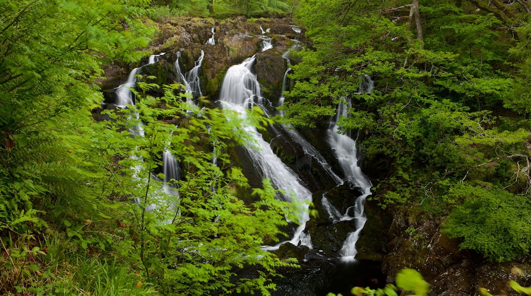 Swallow Falls montrant forĂȘt vierge et cascade