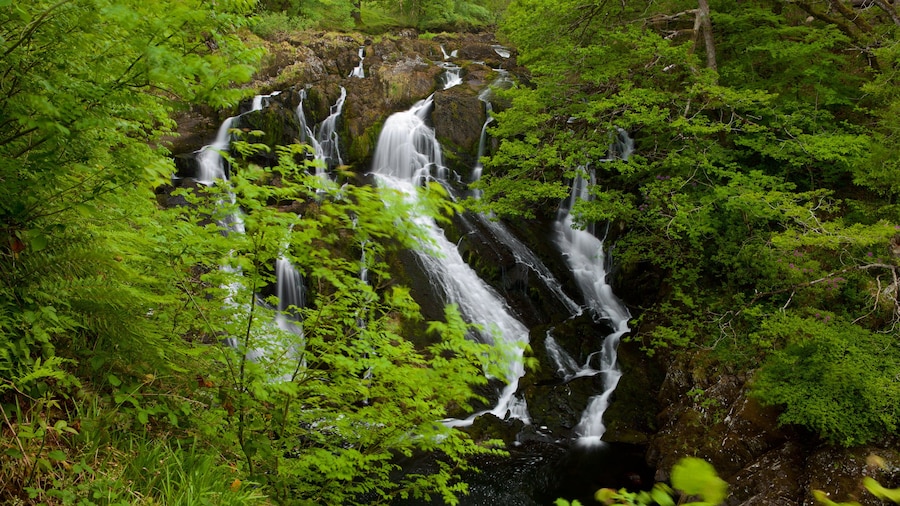Swallow Falls which includes rainforest and a cascade