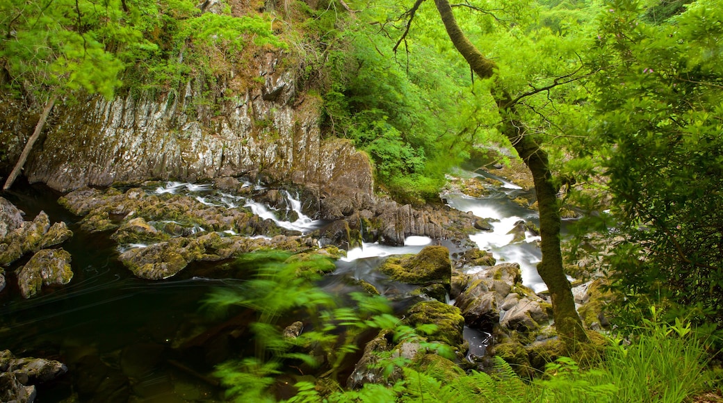 Swallow Falls showing rainforest, rapids and a river or creek