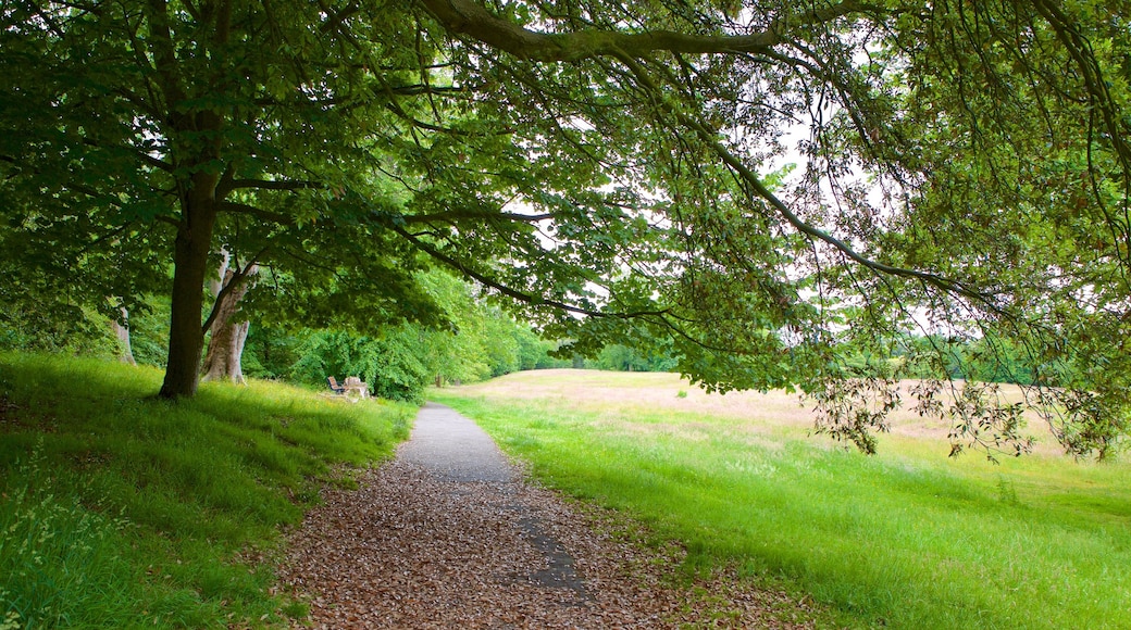 Singleton Park ofreciendo un jardín