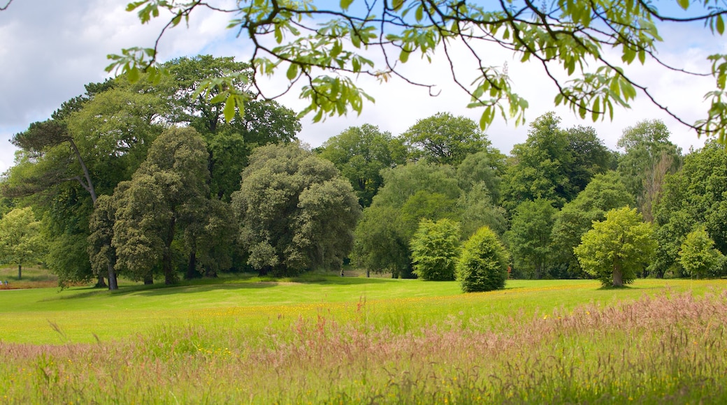 Singleton Park showing forest scenes and a garden