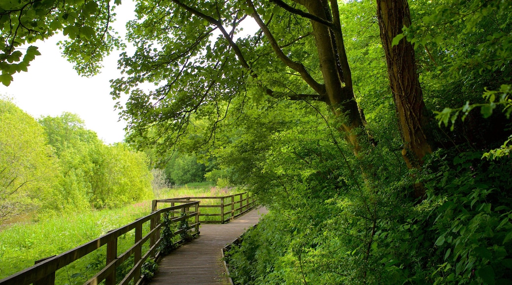 Llangefni que incluye senderismo o caminata y bosques