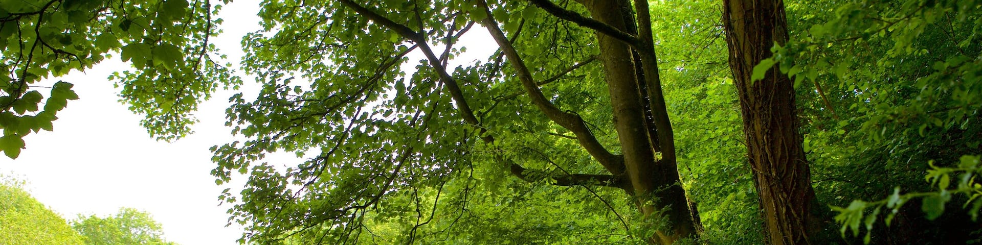 Llangefni showing hiking or walking and forest scenes
