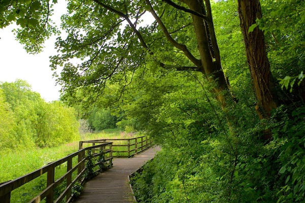 Llangefni mit einem Wälder und Wandern oder Spazieren