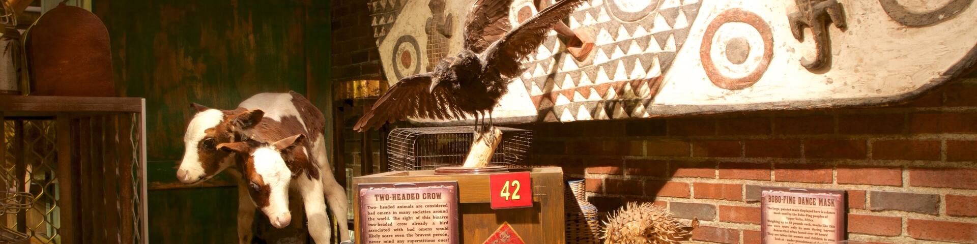 Ripley\'s Believe It or Not welches beinhaltet Innenansichten