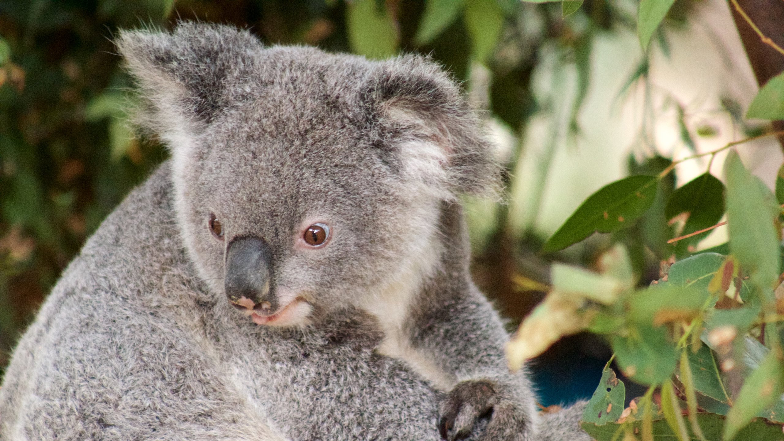 Currumbin Wildlife Sanctuary featuring cuddly or friendly animals and zoo animals