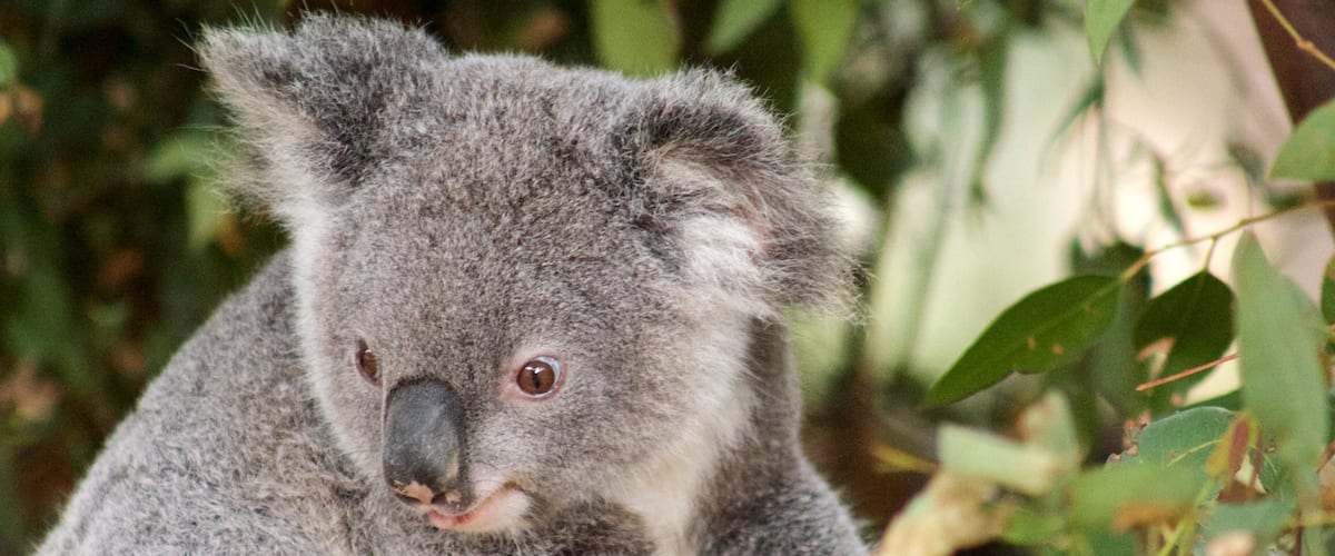 Currumbin Wildlife Sanctuary featuring cuddly or friendly animals and zoo animals