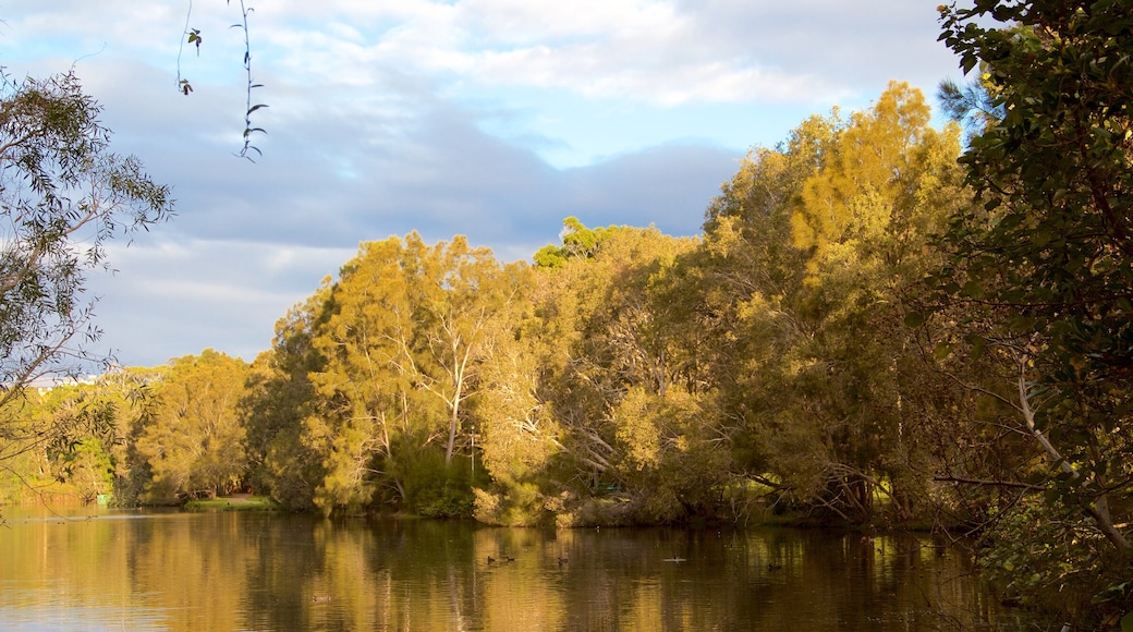 Currumbin Wildlife Sanctuary showing forests and a river or creek