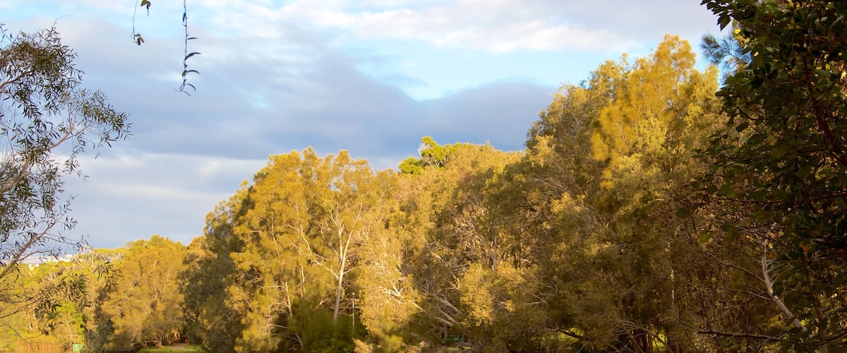 Currumbin Wildlife Sanctuary showing forests and a river or creek