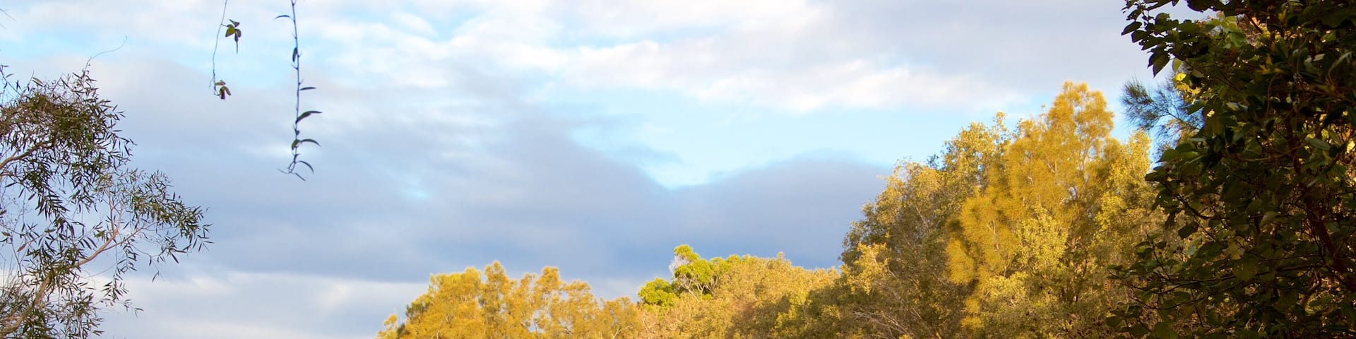 Currumbin Wildlife Sanctuary showing forest scenes and a river or creek