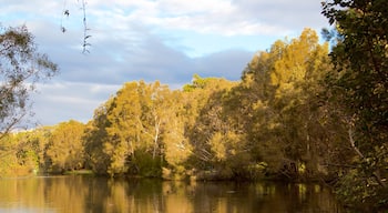 Currumbin Wildlife Sanctuary showing forests and a river or creek