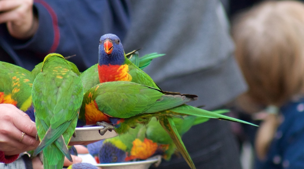 Currumbin Wildlife Sanctuary featuring zoo animals and bird life