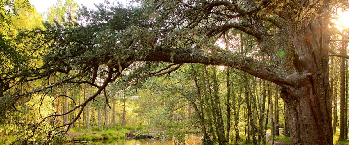 Loch Morlich which includes a river or creek and forest scenes