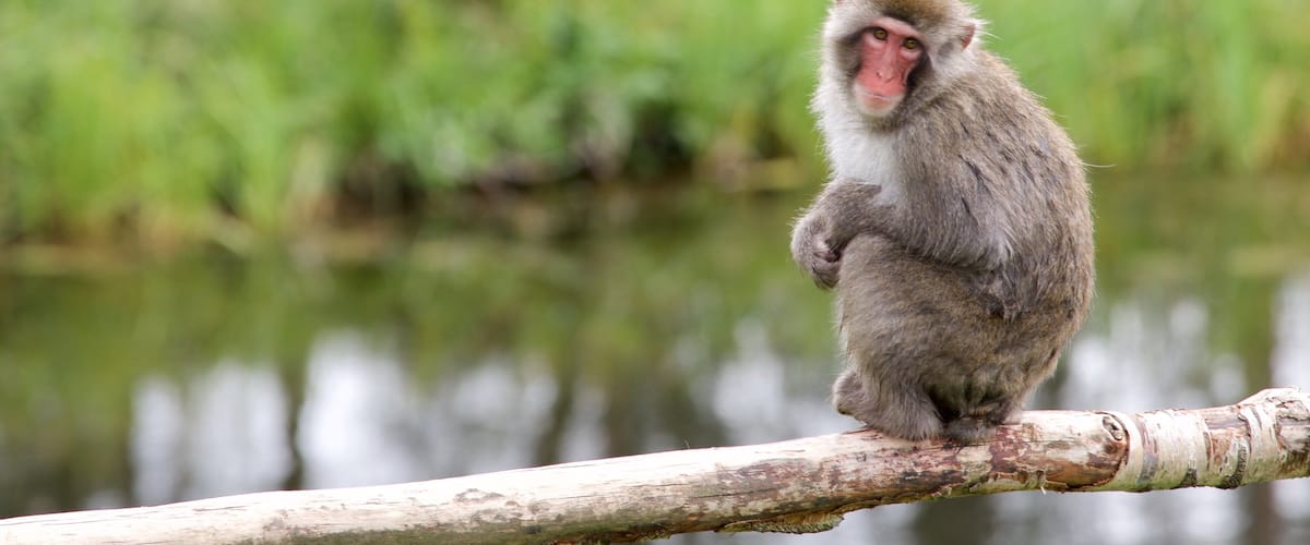 Highland Wildlife Park which includes cuddly or friendly animals