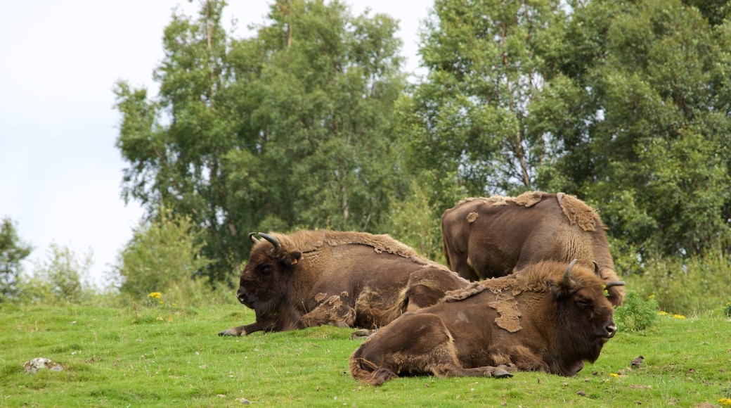 Highland Wildlife Park which includes forest scenes and land animals