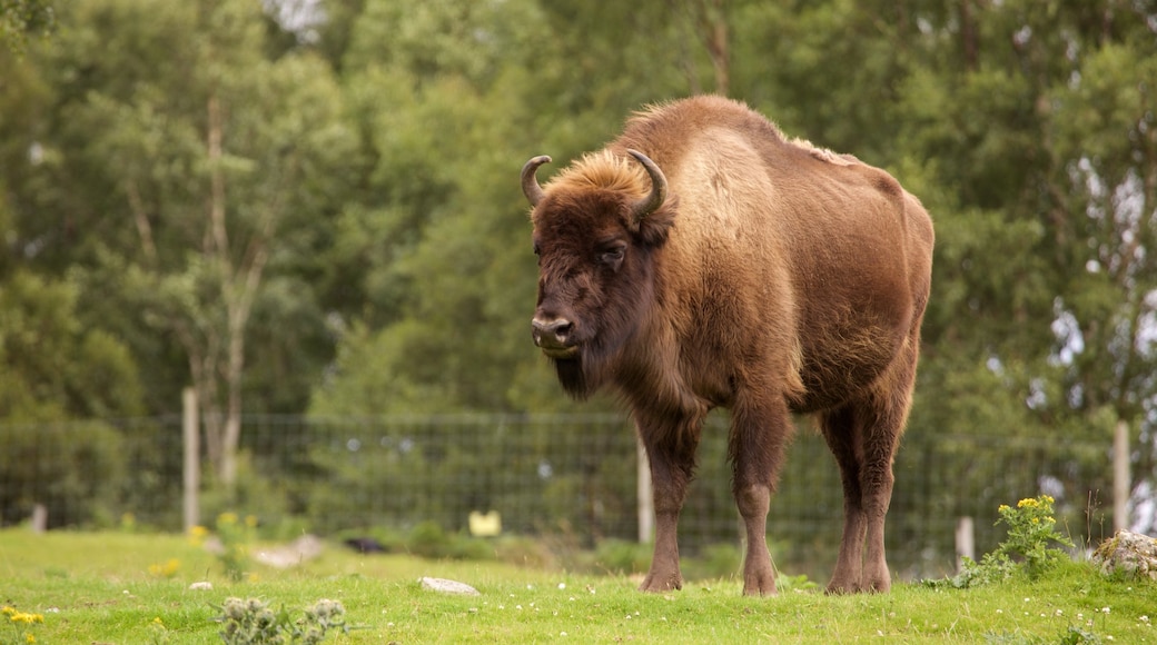 Highland Wildlife Park ซึ่งรวมถึง สัตว์บก