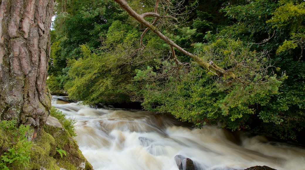 Falls of Dochart che include foresta e rapide