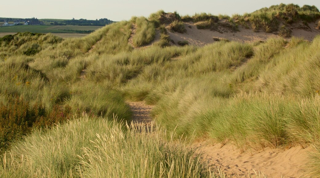 Balmedie Country Park featuring a sandy beach