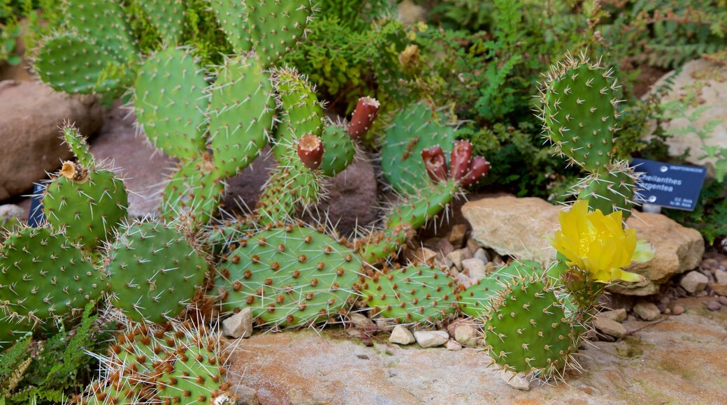 Real Jardín Botánico ofreciendo un jardín