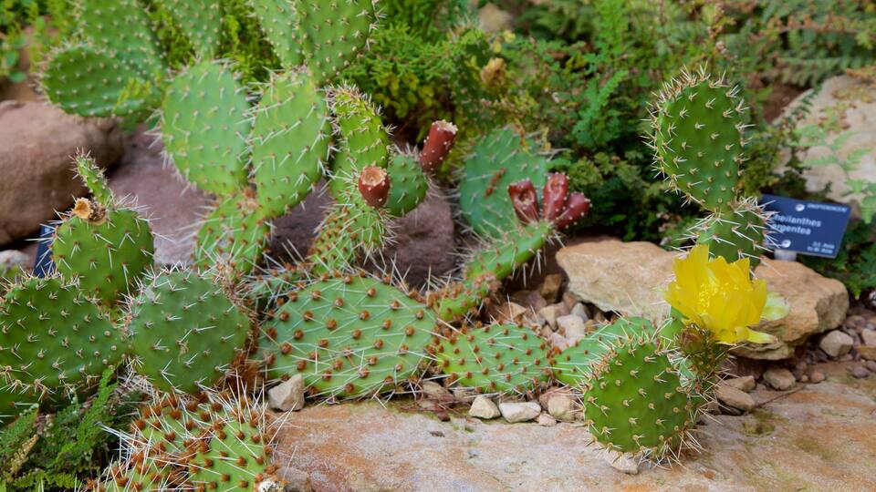 Royal Botanic Garden which includes a park
