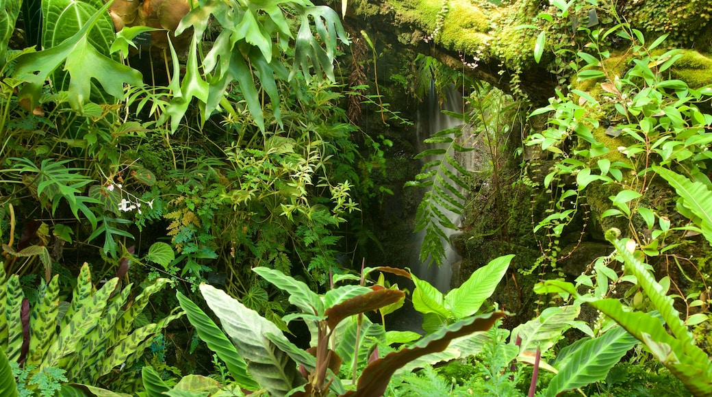 Real Jardín Botánico ofreciendo un jardín y escenas tropicales