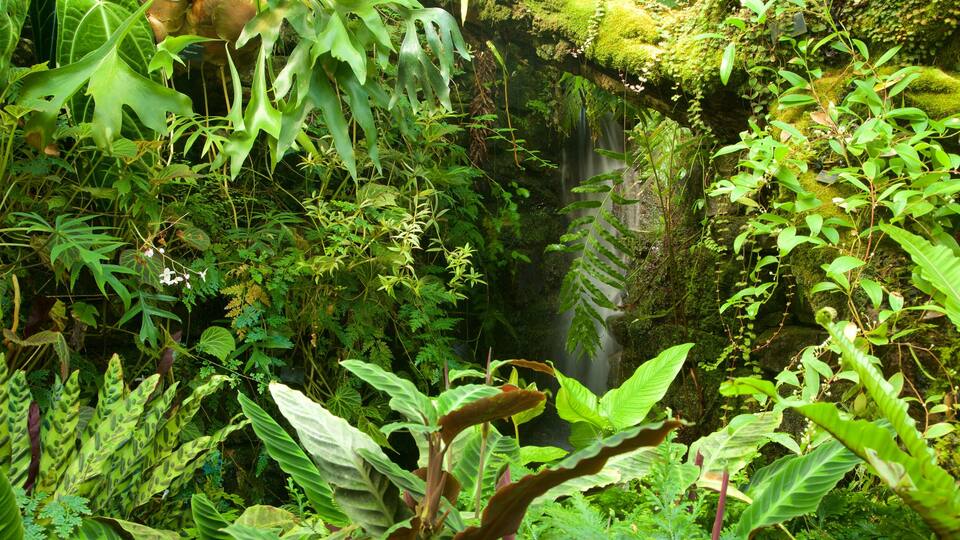 Royal Botanic Garden which includes tropical scenes and a garden