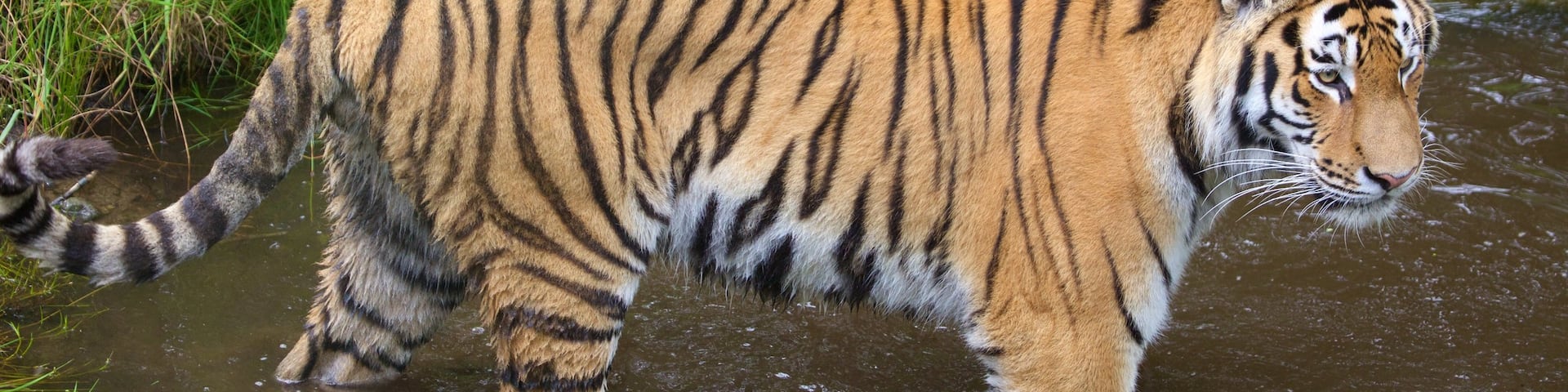 Highland Wildlife Park showing zoo animals and dangerous animals