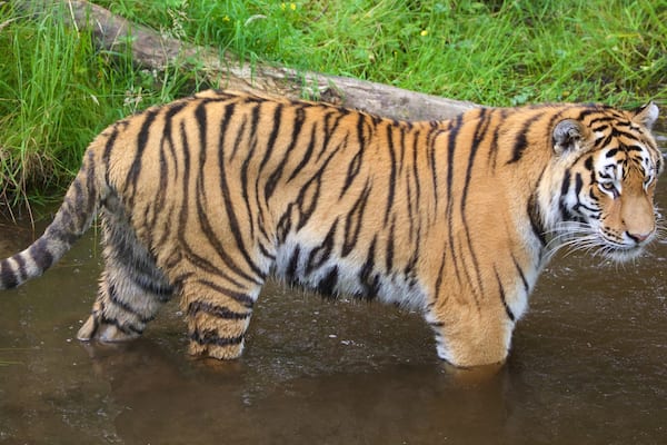 Highland Wildlife Park das einen Zootiere und gefährliche Tiere