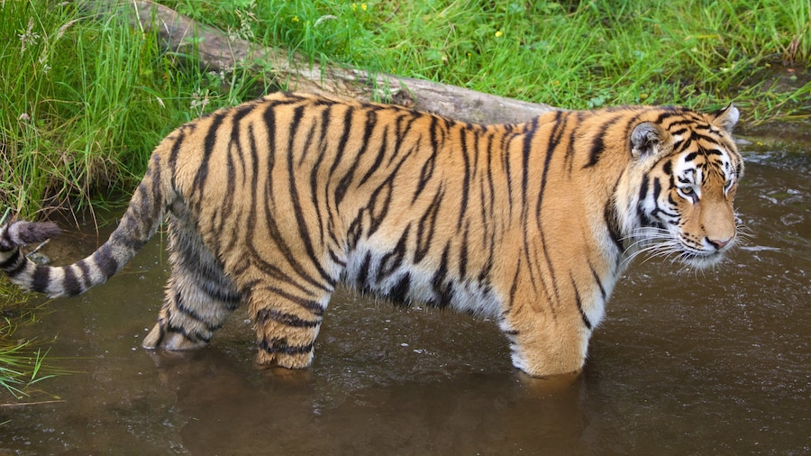 Highland Wildlife Park showing zoo animals and dangerous animals